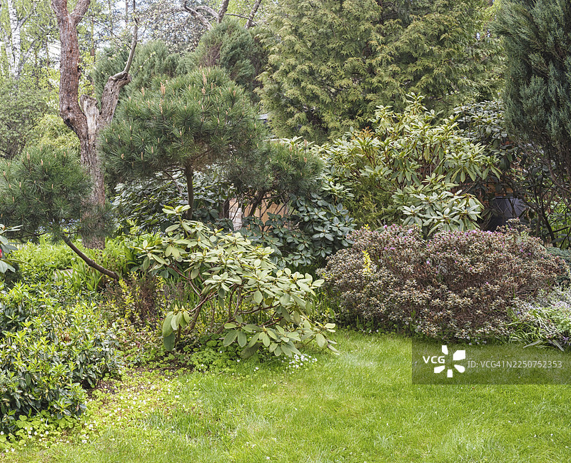 花园里的针叶树：云杉、侧柏、松树、冷杉、杜松。精美的景观设计。图片素材