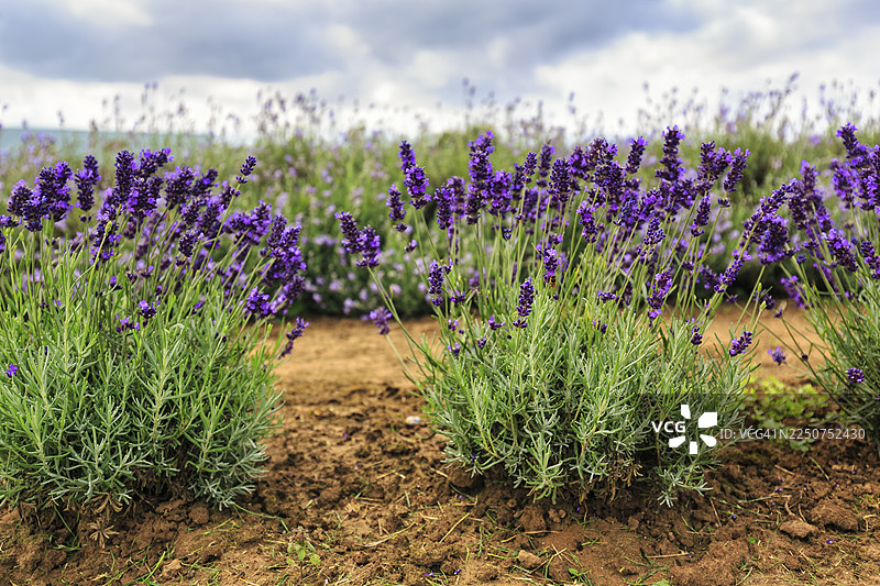薰衣草（狭叶薰衣草），农场上的薰衣草田，科茨沃尔德薰衣草，斯诺什尔，百老汇，格洛斯特郡，英格兰，英国图片素材