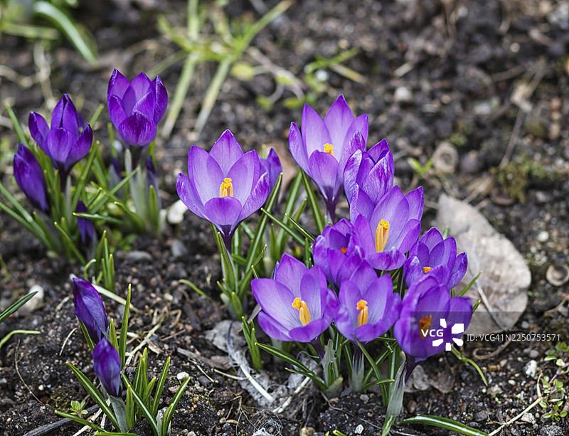 紫色的番红花在春天发芽于花园中。春天的象征。图片素材