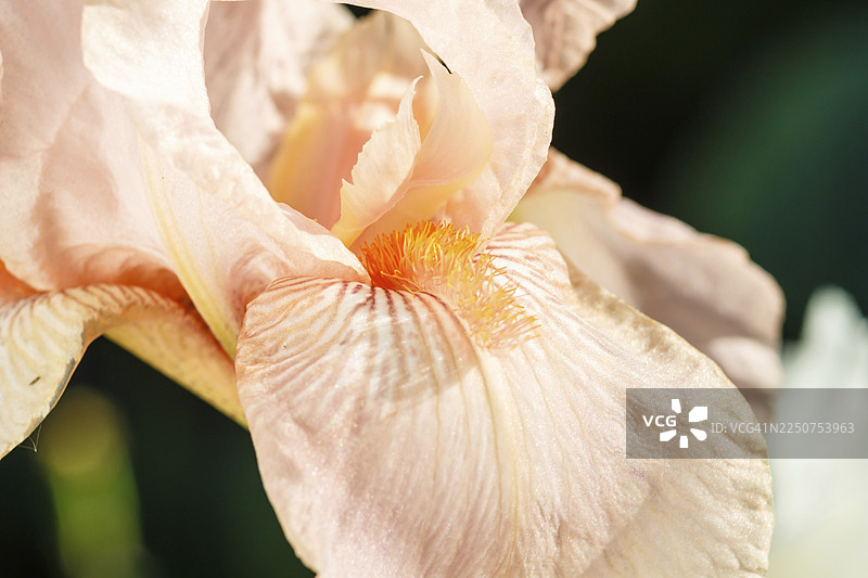 花园里盛开的美丽多彩的鸢尾花。特写，展现了脆弱和夏日的概念。图片素材