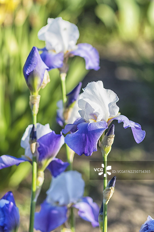 植物园里色彩缤纷的紫色鸢尾花图片素材