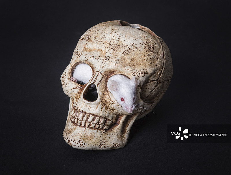 一只白色的小型实验室老鼠从塑料骷髅的轨道上移开图片素材