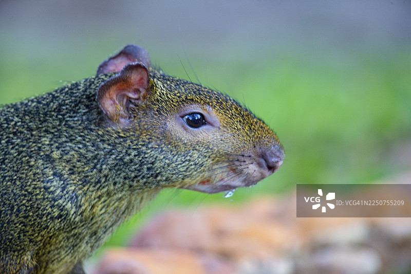 阿扎拉氏刺豚鼠 (Dasyprocta azarae) 巴西潘塔纳尔湿地图片素材