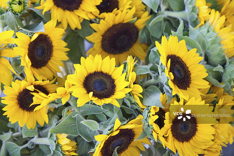 在户外农贸市场展销的新鲜采摘的有机向日葵图片素材