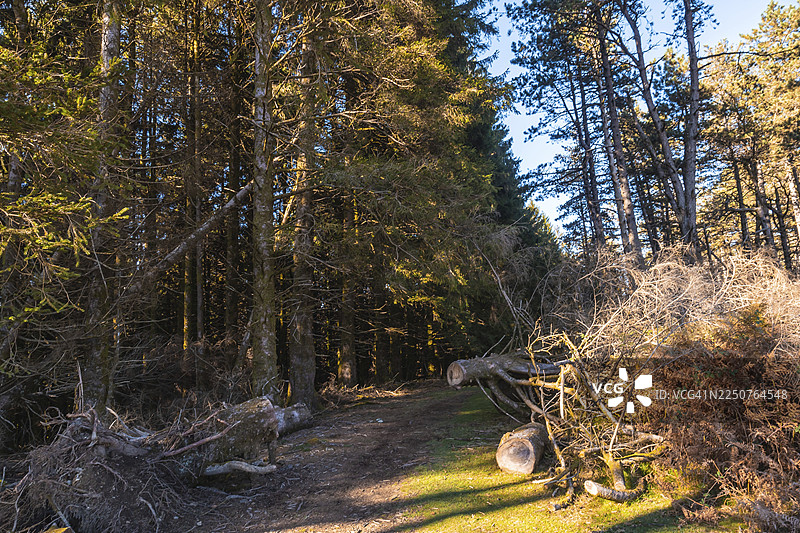 吉普斯夸省圣塞瓦斯蒂安附近的阿尔蒂库扎自然公园（巴斯克地区）的美丽小径图片素材