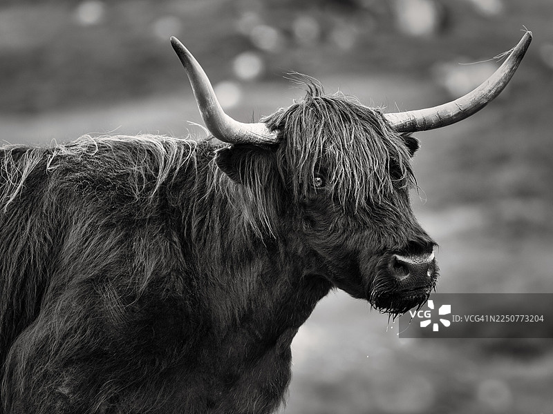 苏格兰高地牛（Bos primigenius f. taurus），也称高地牛或Kyloe，黑色，头部特写，单色，苏格兰外赫布里底群岛的刘易斯和哈里斯岛，赫布里底群岛，苏格兰，英国图片素材
