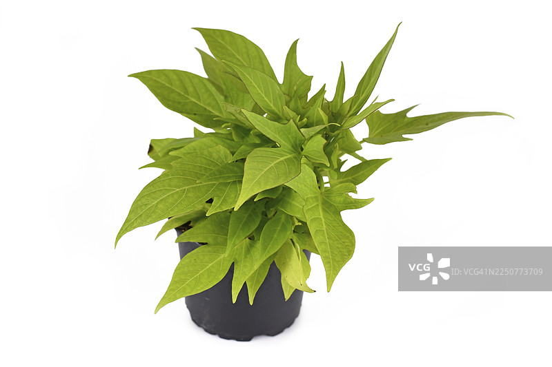 白背景下，观赏性的浅绿色‘红薯藤’（番薯）‘Sweet Caroline’藤蔓植物图片素材