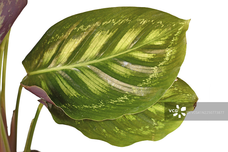 叶子，'Calathea Flamestar' 热带室内植物，带有美丽的条纹图案图片素材