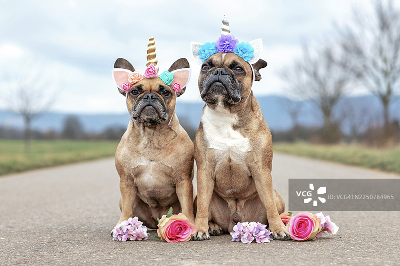 可爱的法国斗牛犬坐姿，戴着鲜花装饰的独角兽头饰服装图片素材