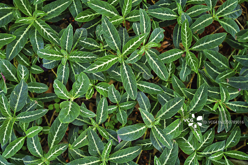 俯视角度，地面上覆盖着带有白色叶脉的小型热带鲁奎利亚·迪科西亚娜植物图片素材