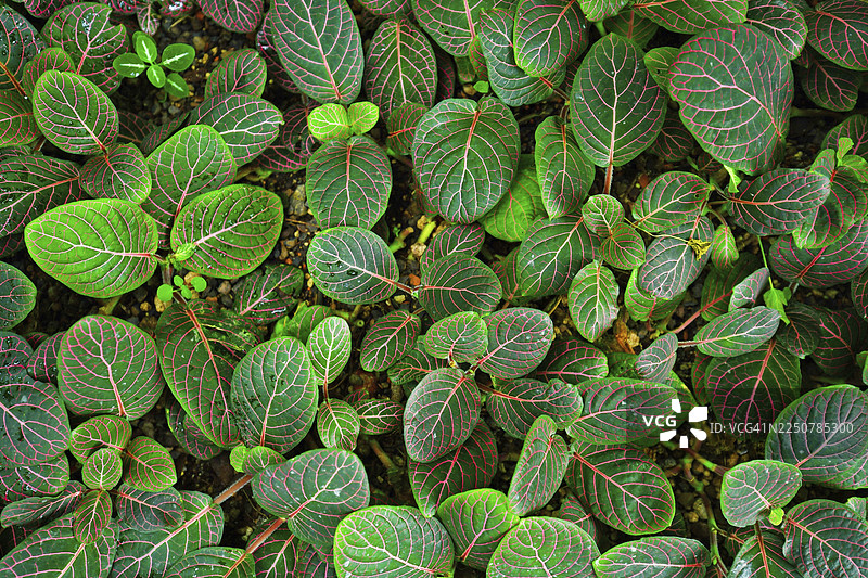 俯视观赏‘巨型菲多尼’（Fittonia Gigantea）观叶植物，其红色叶脉覆盖地面图片素材