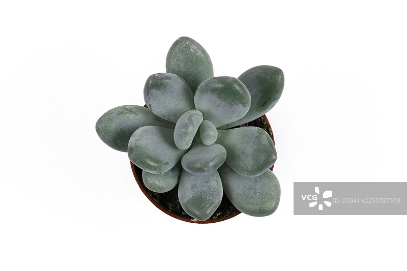 白色背景花盆中小型长生不老药（植物学名）多肉植物图片素材