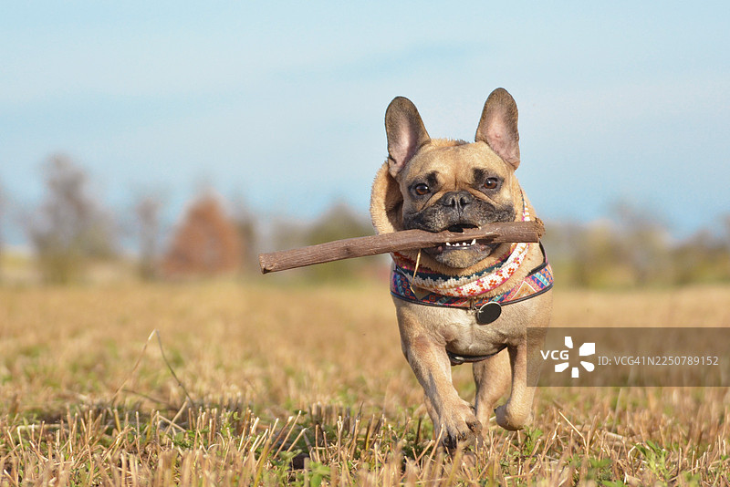 一只戴着围巾的快乐棕色法国斗牛犬，嘴里叼着木棍，正在跑向镜头，背景是秋季风景图片素材