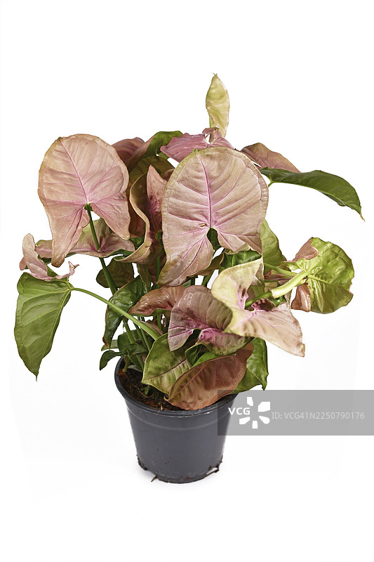 粉绿色箭形叶片的泰国万年青“霓虹鲁滨逊”室内植物，孤立在白色背景上图片素材