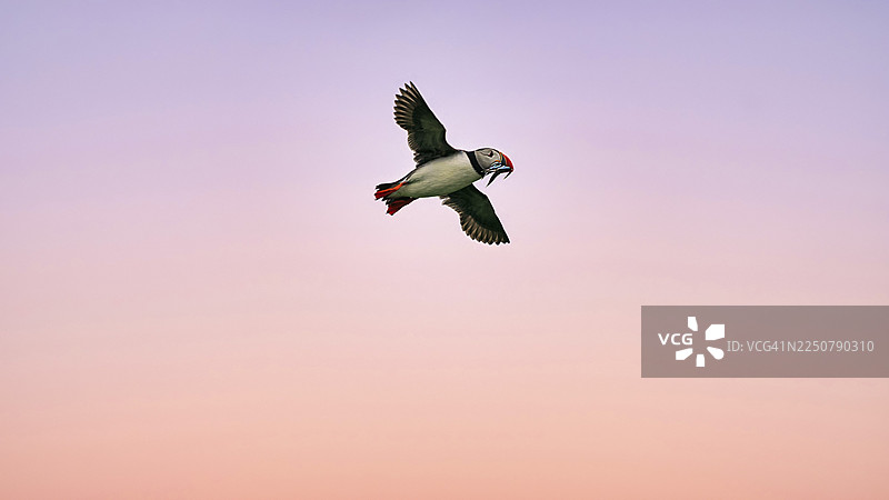 海鹦（Fratercula arctica），海鹦在傍晚的天空中飞翔，嘴里叼着沙鳗（AmmodytidaeI），可释放，法恩群岛自然保护区，法恩群岛，诺森伯兰，英格兰，英国图片素材