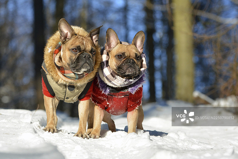 两只浅黄色法斗犬穿着暖和的冬装，置身于雪景之中图片素材