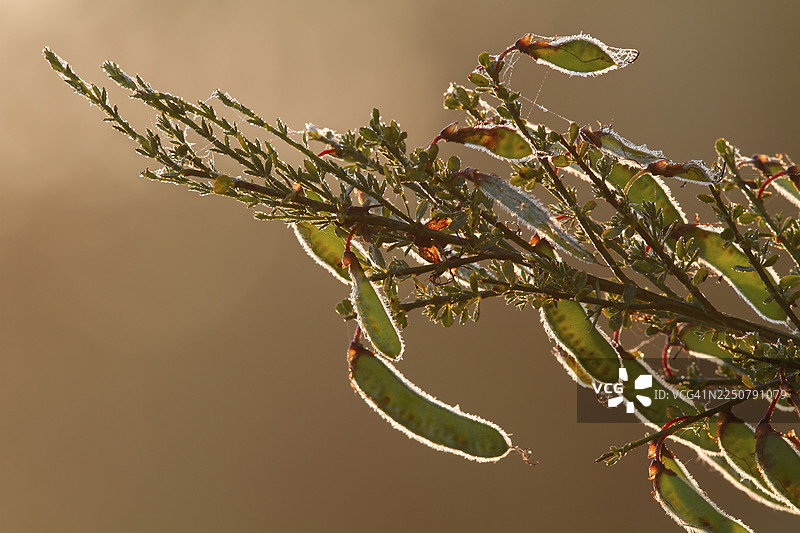 苏格兰金雀花（Cytisus scoparius），苏格兰金雀花果荚的逆光照，中易北河生物圈保护区，德绍-罗斯劳，萨克森-安哈尔特，德国图片素材