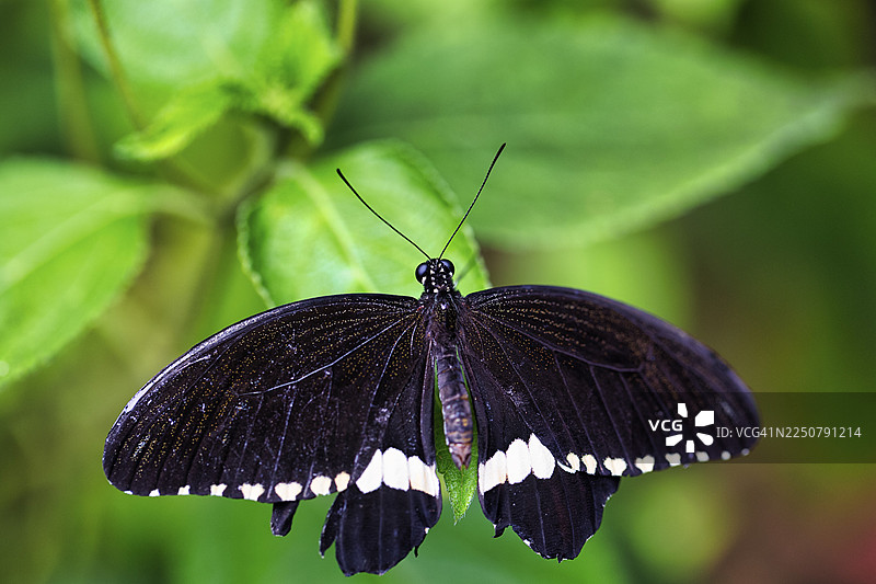 常见麝凤蝶（Papilio polytes），圈养图片素材