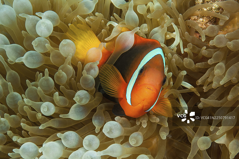 番茄小丑鱼（Amphiprion frenatus）在伙伴气泡海葵（Entacmaea quadricolor）中寻求庇护，拍摄于太平洋，雅浦岛，雅浦州，密克罗尼西亚联邦图片素材