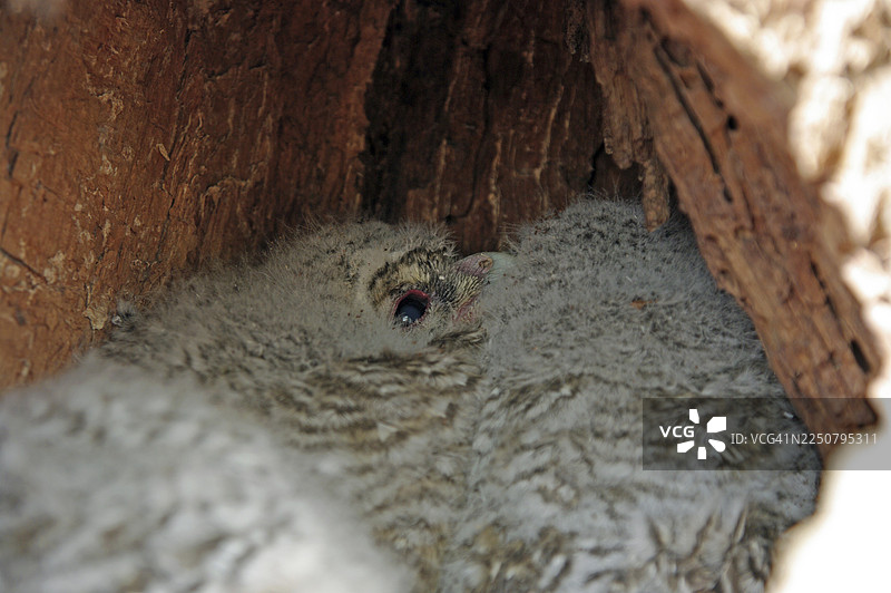 特写，仓鸮（Tawny Owl），幼鸟，树洞，一只年幼的仓鸮与它的兄弟姐妹一起坐在树洞里图片素材