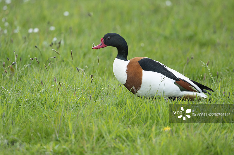 普通凫（Tadorna tadorna），栖息于滩涂的鸟类，位于荷兰登海尔德、泰瑟尔图片素材