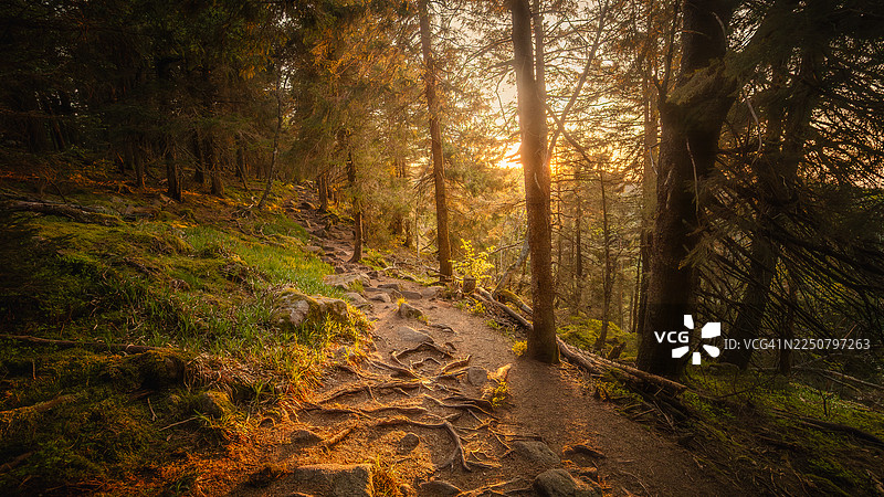 春季金色时段的日落时分，法国阿尔萨斯上莱茵省奥尔贝，孚日山脉中一条美丽的空旷徒步小径穿过针叶林，地面布满树根，夕阳在地平线上的树干后落下。图片素材