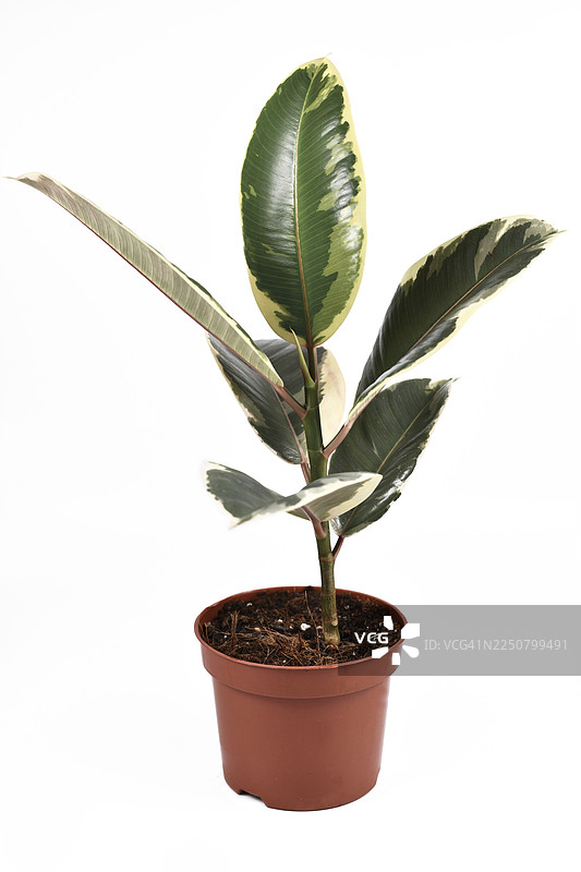 背景为白色的热带Tineke Variegata橡胶树（Ficus Elastica）植物，叶片有斑纹。图片素材