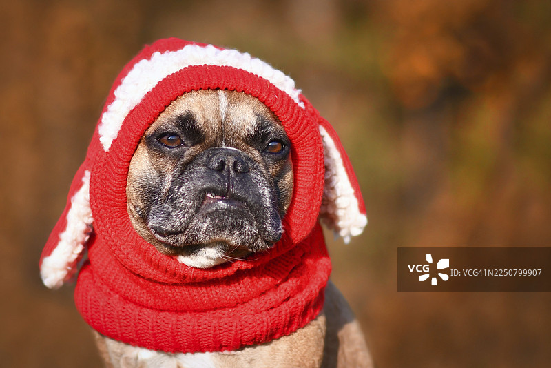 一只露出牙齿的滑稽法国斗牛犬，戴着一顶带有兔子耳朵的红色针织帽图片素材