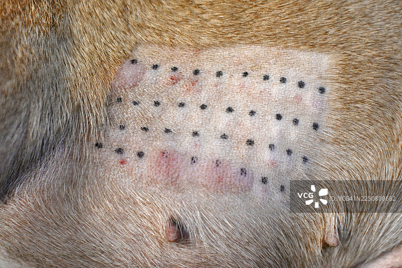 为过敏症的医疗诊断进行的动物皮内过敏试验的免疫反应结果图片素材