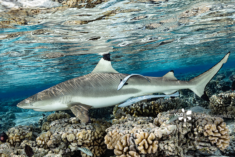 黑鳍礁鲨（Carcharhinus melanopterus）在法属波利尼西亚图阿莫图群岛南法卡拉瓦环礁的礁石上方图片素材