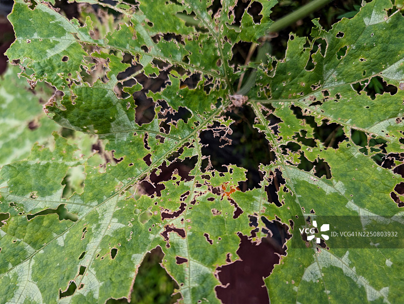 昆虫损害的叶子图片素材