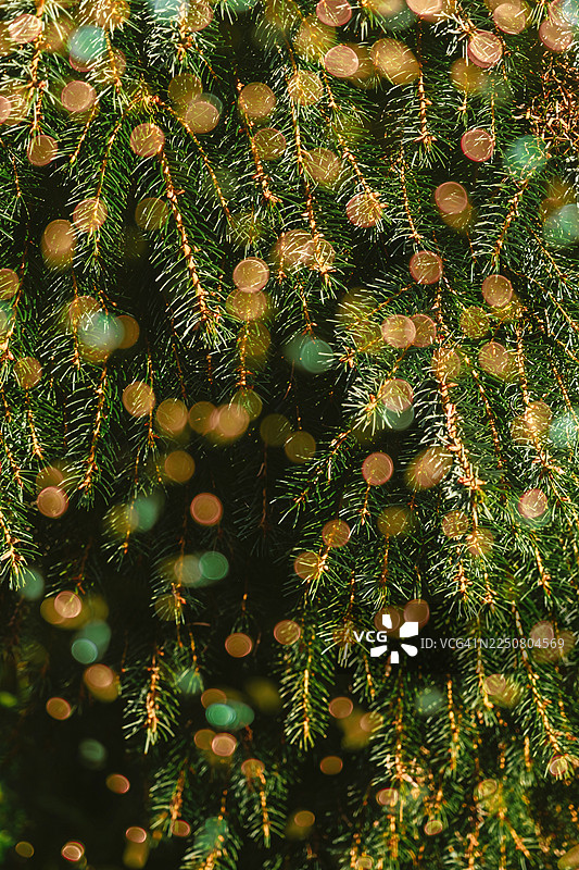 金色节日散景覆盖在悬挂的云杉针叶上图片素材
