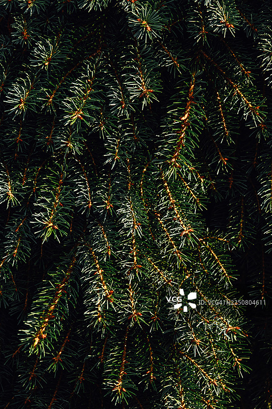 深邃森林阴影中悬挂的云杉枝条图片素材