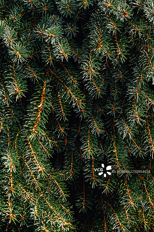 云杉针叶窗帘营造常绿纹理图片素材