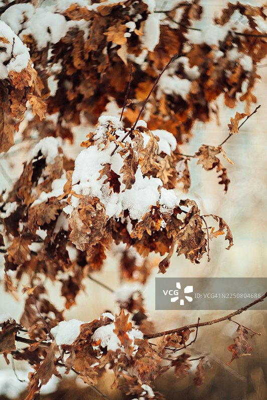 冬日雪覆盖的干枯橡树叶图片素材