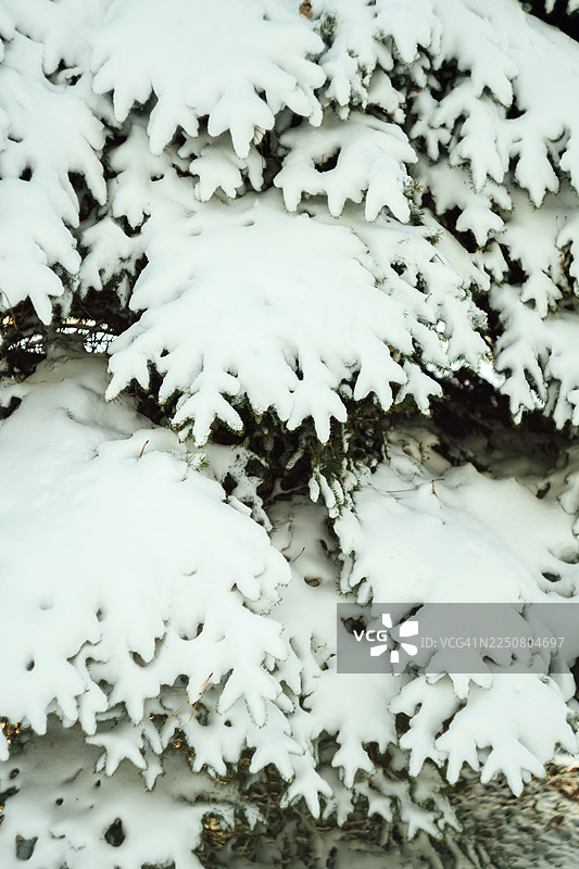 覆盖着雪的冷杉枝条构成白色冬季纹理图片素材