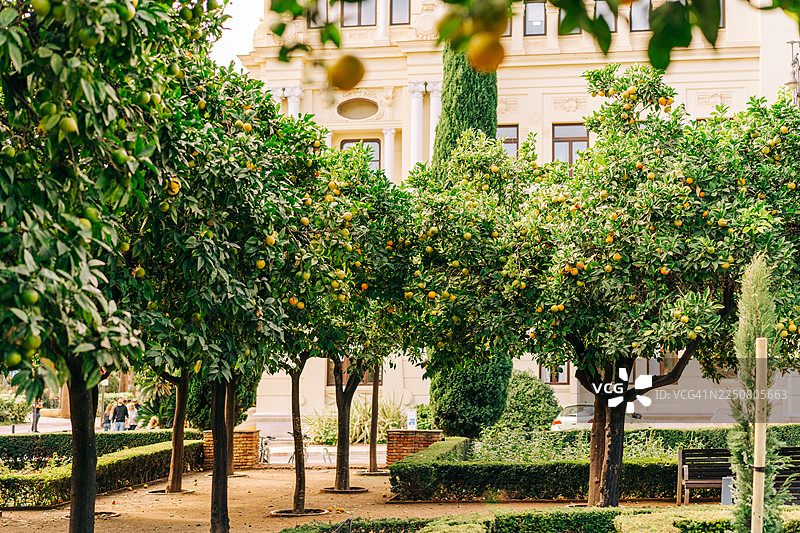 果园里橙子树硕果累累，背景中有一座宏伟的历史建筑。图片素材