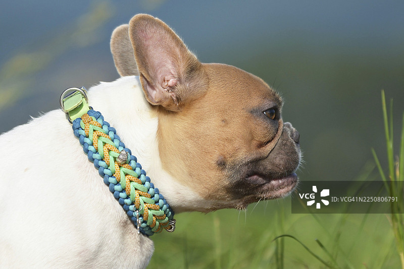 手工编织伞绳狗项圈，搭配红色花纹的法国斗牛犬图片素材