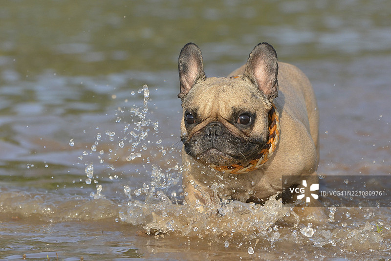 可爱的小鹿法斗犬，大眼睛，在水中奔跑图片素材