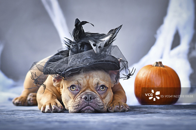 一只穿着万圣节女巫帽的红褐色法斗犬，背景是季节性的蜘蛛网和南瓜。图片素材