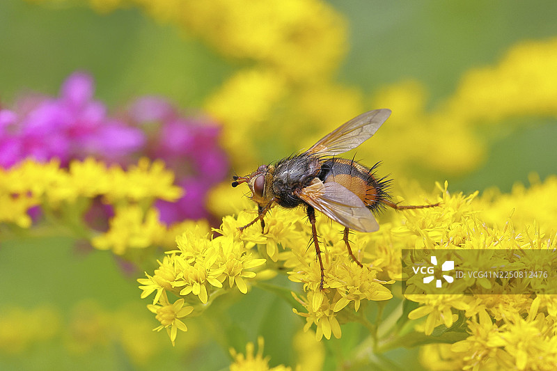 刺蝇（Tachina fera）正在采集加拿大一枝黄花（Solidago canadensis）的黄色花蜜，特写，微距摄影，德国北莱茵-威斯特法伦州温尔斯多夫。图片素材