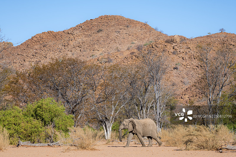 非洲象（Loxodonta africana），在荒凉沙漠景观中的沙漠象，位于纳米比亚埃龙戈达马拉兰的乌加布河河床图片素材
