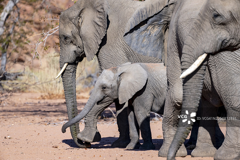 象群中的年轻大象，非洲象（Loxodonta africana），沙漠象，位于纳米比亚库内内地区乌加布河附近图片素材