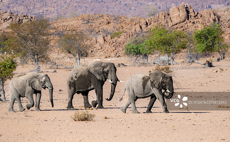 三头非洲象（Loxodonta africana），沙漠象，乌加布河（Ugab River）的河床，达马拉兰（Damaraland），埃龙戈（Erongo），纳米比亚图片素材