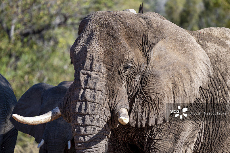 成年雄性非洲象(Loxodonta africana),沙漠象,动物肖像,乌加布河(Ugab River)河床,达马拉兰(Damaraland),埃龙戈(Erongo),纳米比亚图片素材