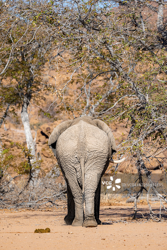 非洲象 (Loxodonta africana) 的背面，沙漠象，乌加布河河床，达马拉兰，埃龙戈，纳米比亚图片素材