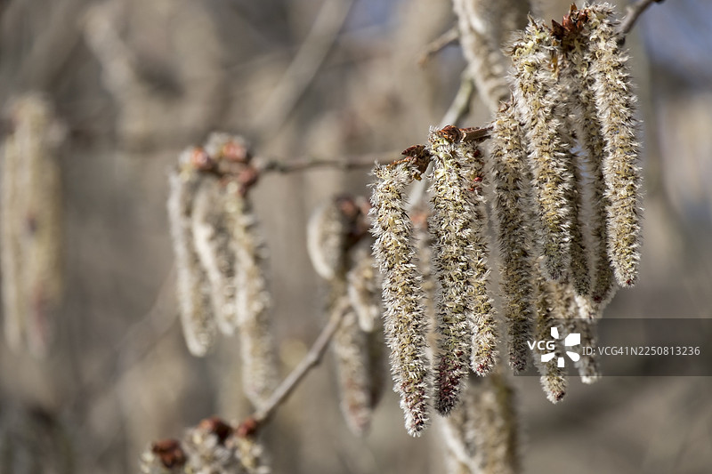 颤抖的白杨花，欧洲颤杨（Populus tremula），普法尔茨，莱茵兰-普法尔茨，德国图片素材