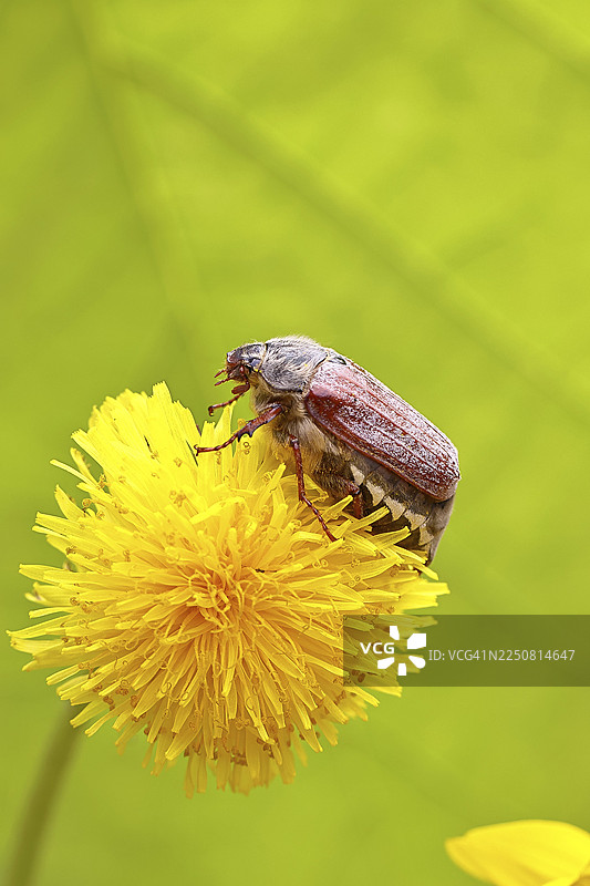 欧洲金龟子(Melolontha melolontha)雌虫,在德国北莱茵-威斯特法伦州维尔恩斯多夫的蒲公英(Taraxacum)花上图片素材