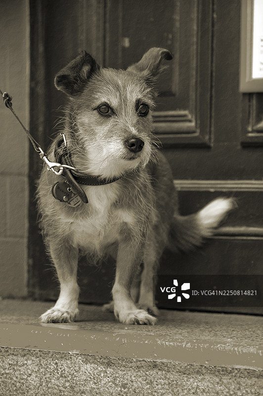 狗，狐狸犬混种，牵着绳子，乌贼，汉萨城市吕贝克，石勒苏益格-荷尔斯泰因，德国图片素材