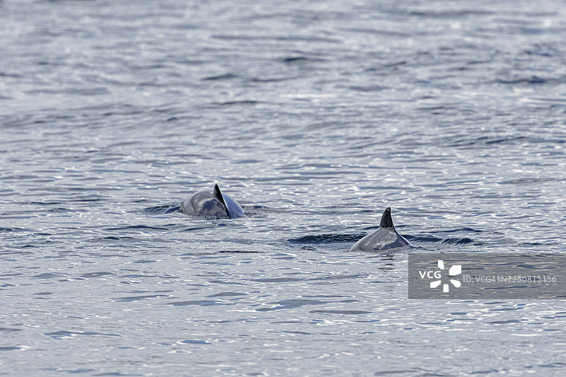 两只港湾鼠海豚（Phocoena phocoena）在丹麦寻找鱼群图片素材